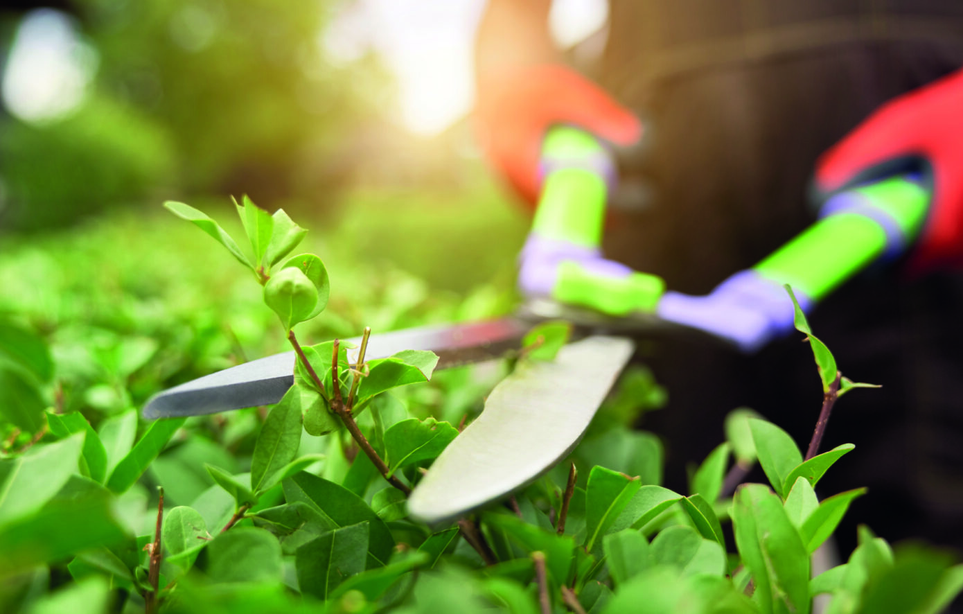 Male Hands Cutting Bushes With Big Scissors.